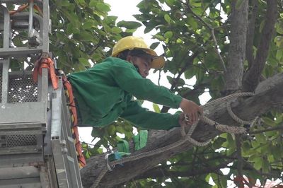 TPHCM cắt tỉa cây xanh sau sự cố người đi đường bị cành cây đè tử vong