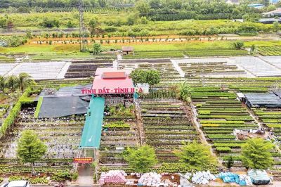 Nâng tầm di sản làng hoa Sa Đéc