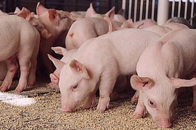 Giá heo hơi hôm nay 20/9: Tăng nhẹ tại một số địa phương, ổn định trong vùng giá từ 57.000 - 60.000 đồng/kg