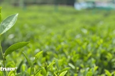 Khi chè Thái Nguyên trở thành thương hiệu của cả một vùng đất