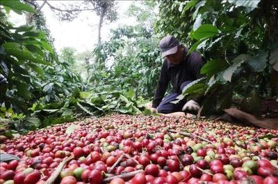 Giá cà phê trong nước đi ngược thế giới
