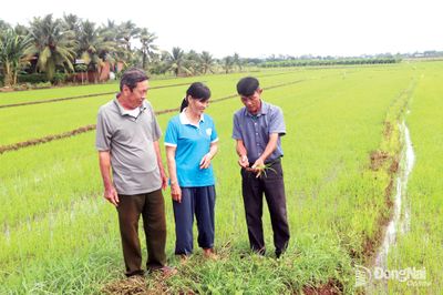 Có một làng quê Bắc Bộ ở Sông Ray