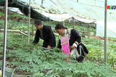Sâm Lai Châu - Tinh hoa đại ngàn Tây Bắc