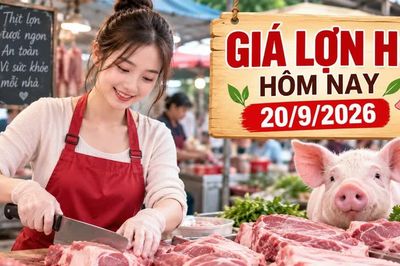 Giá lợn hơi hôm nay 20/9/2026: Cả nước đi ngang, miền Bắc giữ giá cao