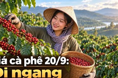 Giá cà phê hôm nay 20/9: Trong nước ổn định, Robusta thế giới phục hồi
