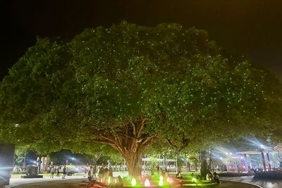 Điểm hẹn cây 'đom đóm'