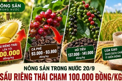 Nông sản trong nước 20/9: Sầu riêng Thái chạm 100.000 đồng/kg, cà phê giảm tới 1.700 đồng/kg trong tuần