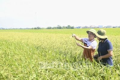 Hưng Yên: Lúa Smart-Rice giảm nước tưới, năng suất vẫn đạt khoảng 73 tạ/ha