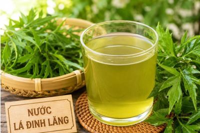 Ai không nên uống nước lá đinh lăng?