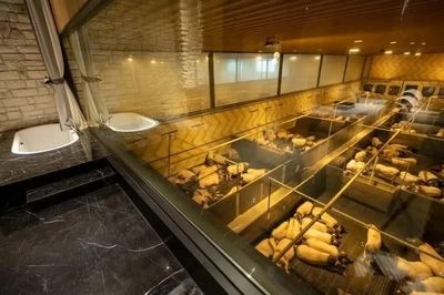 Một đêm ngắm nhìn hàng trăm con lợn?