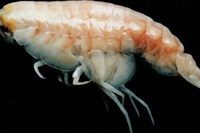 Loài vật sống ở nơi áp suất cao nhất trên bề mặt Trái Đất