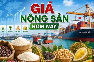 Giá nông sản hôm nay 21/9/2026: Giá cà phê trong nước đi ngược thế giới, thị trường vẫn chịu áp lực lớn ; Tín hiệu tích cực từ đàm phán Mỹ-Trung
