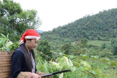 Phát triển dược liệu gắn với bảo tồn văn hóa các dân tộc ở Lào Cai