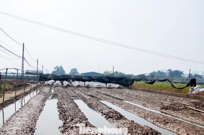 Thủ phủ hoa Hà Nội mất trắng