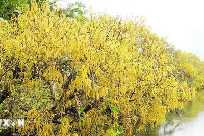Huế: Rừng ngập mặn nguyên sinh Rú Chá vào Thu