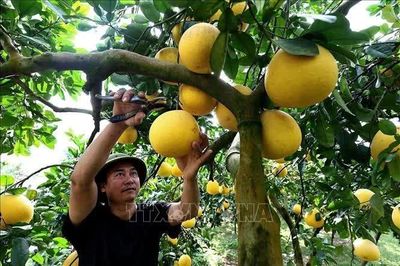 Chuẩn hóa mã số vùng trồng thúc đẩy nông nghiệp hàng hóa