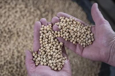 Trung Quốc tăng cường thu mua đậu tương Mỹ