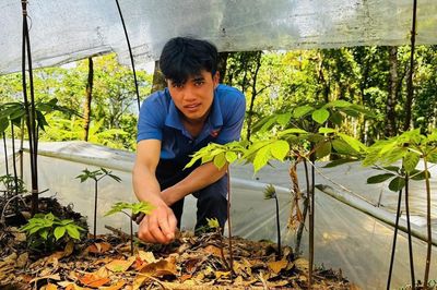 Gian nan giữ 'vàng xanh' giữa đại ngàn Quảng Ngãi