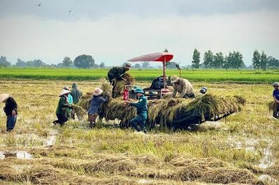 Tranh thủ trời tạnh, hỗ trợ dân gặt lúa ngập lụt