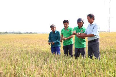 Sâu đục thân gây hại lúa, nông dân xã Suối Hiệp lo mất mùa