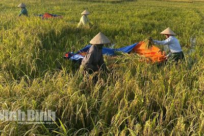 Ninh Bình tập trung bảo vệ lúa Mùa và tăng tốc triển khai sản xuất vụ Đông 2026