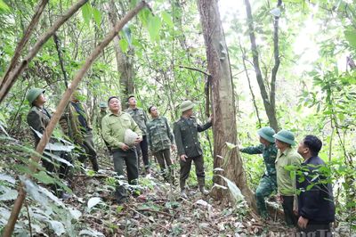 Phát huy giá trị kinh tế rừng