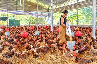 Quy hoạch không gian chăn nuôi: Hài hòa môi trường và sinh kế (kỳ 1)