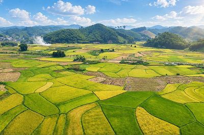 Xanh ruộng đồng, tươi màu no ấm