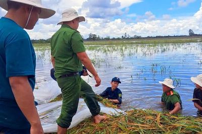 An Giang: Công an xã giúp dân thu hoạch lúa bị ngập nước