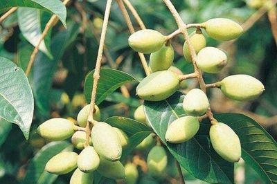 Loại quả xưa chín rụng đầy gốc, ăn miếng đầu chua chát sau càng nhai càng bùi béo, đem nấu ngón này được đưa cơm