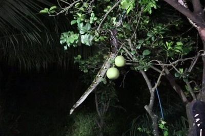 Khoảng 25 con gà bỗng dưng biến mất không dấu vết, gia chủ canh chừng đến đêm mới phát hiện 'thủ phạm' trên cành cây