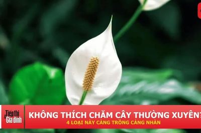 4 loại cây cảnh lớn chậm, ít phải cắt tỉa, càng trồng lâu càng đẹp