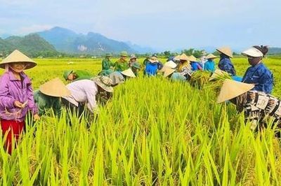Mùa gặt quê em