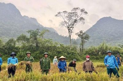Quảng Trị: Lực lượng quân sự xã Kim Phú giúp dân thu hoạch lúa chạy lũ