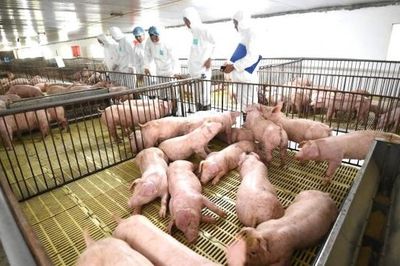 Nghệ An quản lý mật độ chăn nuôi theo hướng phát triển bền vững