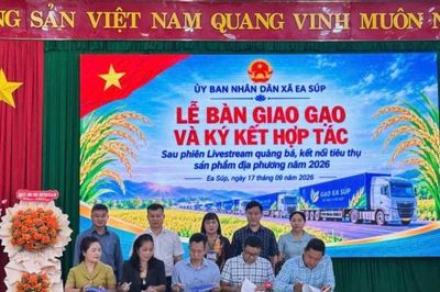 Đắk Lắk: Xã Ea Súp kết nối tiêu thụ khoảng 850 tấn gạo ST24, ST25 sau phiên livestream