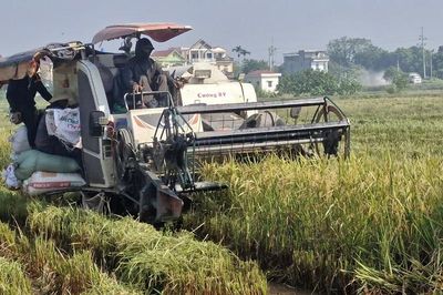 Xã Phú Xuyên: Tập trung thu hoạch lúa sau đợt mưa lớn kéo dài