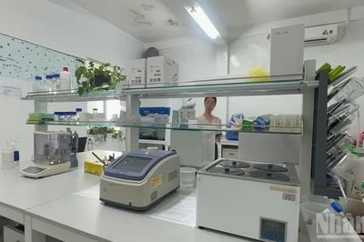 Chủ tịch Ủy ban nhân dân tỉnh Quảng Ngãi chỉ đạo vụ kiểm tra ADN sâm Ngọc Linh chưa được cấp phép