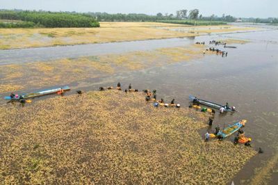 Khẩn trương cứu lúa