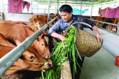 Phát triển thương hiệu quốc gia đối với bò H'Mông
