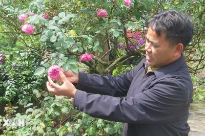 Thu tiền tỷ từ 'vương quốc' hồng cổ nơi lưng đèo Ô Quý Hồ