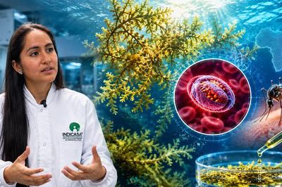 Giải mã tiềm năng của tảo sargassum trong cuộc chiến chống sốt rét ác tính