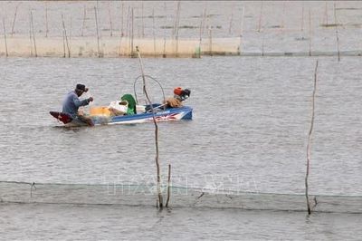Chủ động xả lũ, đón phù sa về đồng ruộng