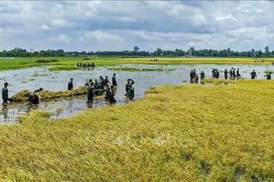 Mưa lũ gây thiệt hại tại vùng Đồng Tháp Mười