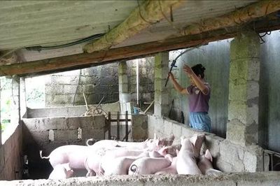 Nguồn vốn ưu đãi tiếp sức nông dân vùng cao phát triển sản xuất