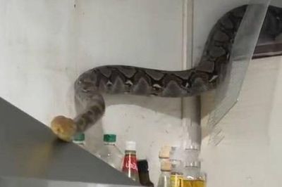 Bắt sống trăn khổng lồ dài 4 mét bò vào bếp nhà dân