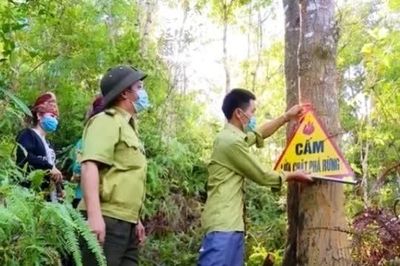 Quy định chống mất rừng của EU: Phép thử năng lực quản trị chuỗi cung ứng Việt Nam