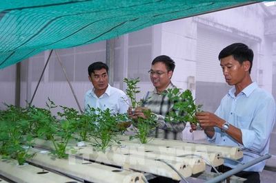 Khi dược liệu Tây Ninh bước vào chuỗi giá trị mới