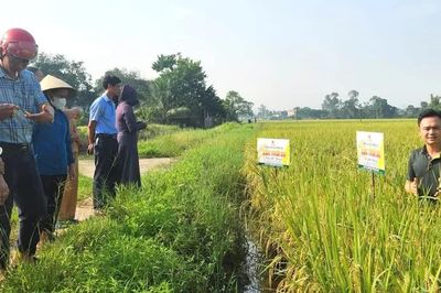 Hội thảo đầu bờ giống lúa thuần chất lượng cao Lộc Trời 28