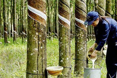 Ngành cao su trước bước ngoặt thanh lý vườn cây lâu năm, chuyển đổi quỹ đất